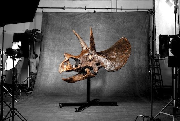 The Lung Wong triceratops skull. (Courtesy Photo)