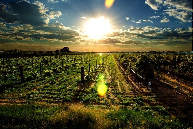 COFCO wants to acquire land in Australia's famed Barossa Valley