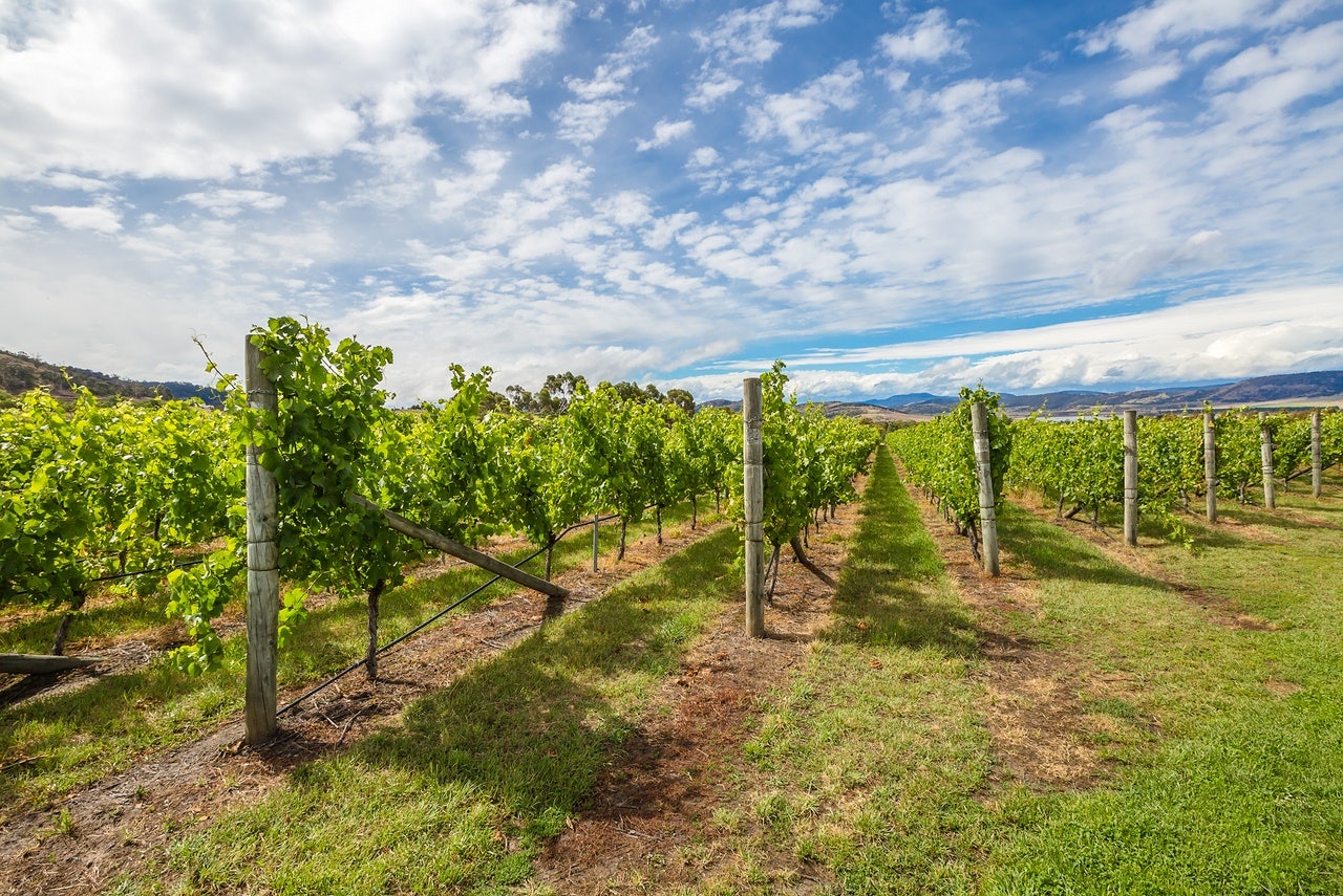 A vineyard in Tasmania, Australia. (<a href="http://www.shutterstock.com">Shutterstock</a>)