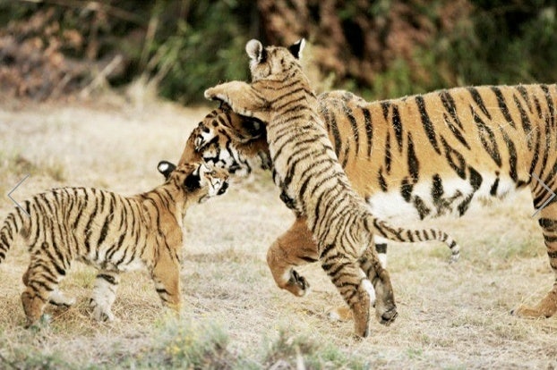 Shang Yi & Tang Yi, tigers adopted by Shanghai Tang