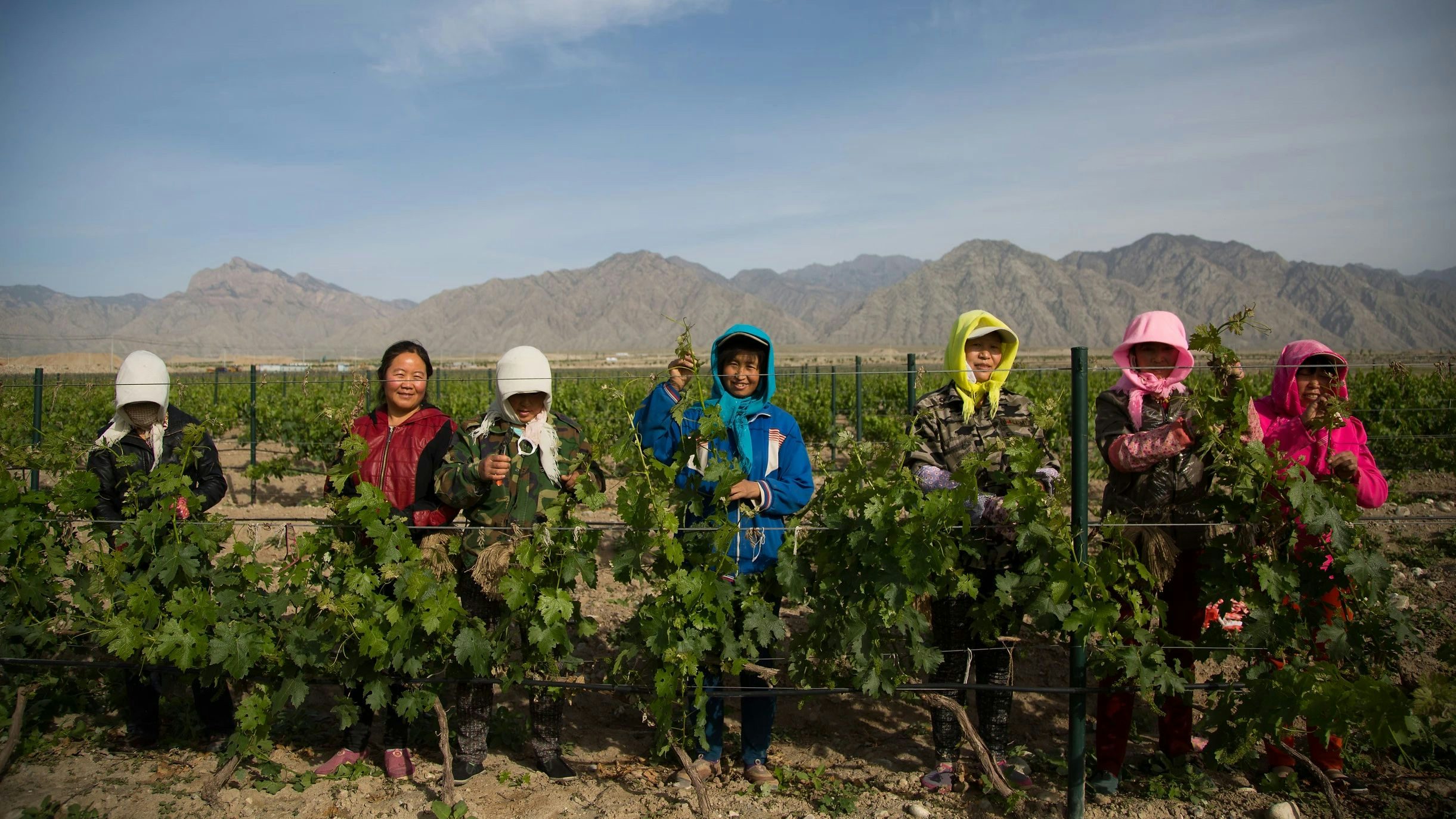 China’s Changing Wine Industry