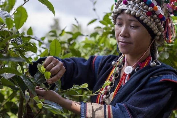 A Bulang farmer harvesting tea leaves. (Courtesy Photo)