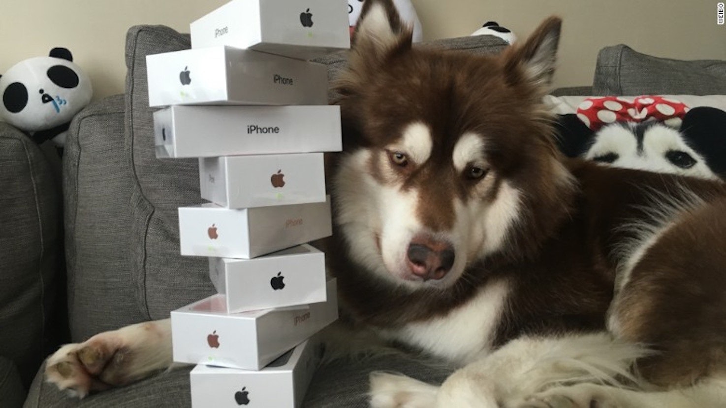A photo posted by Wang Sicong, the son of China's richest person Wang Jianlin, of his dog with a stack of iPhone 7s he purchased for it as a "gift." A new report says that it is difficult for Chinese billionaires to find a "suitable" heir who can handle their legacy. (Weibo)