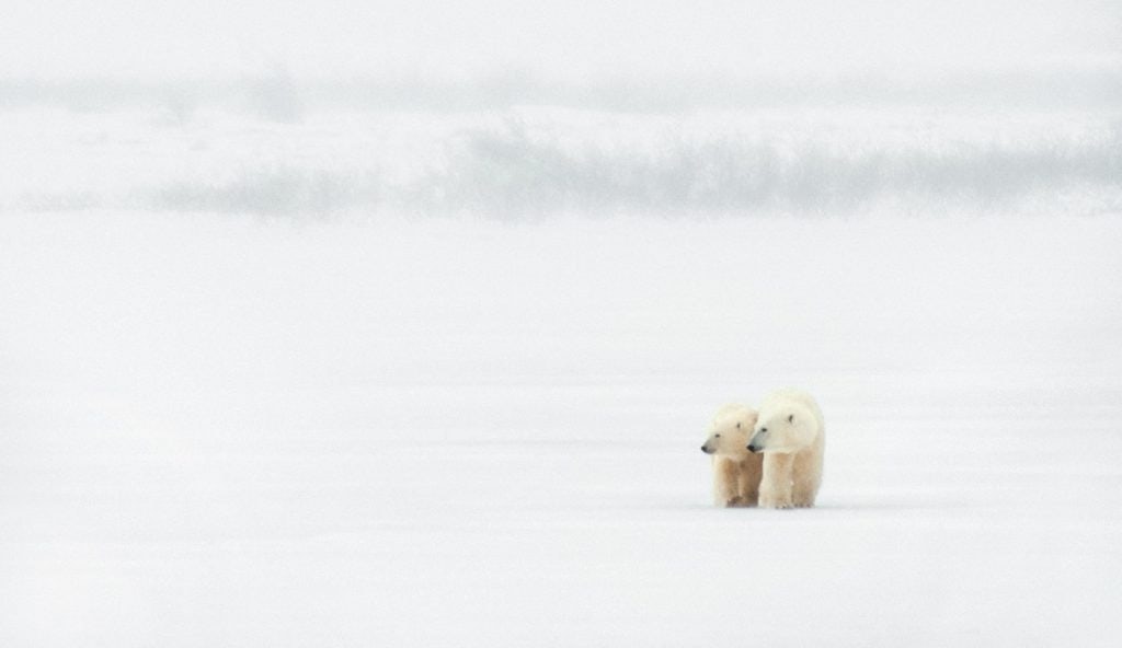 Since 2007, Canada Goose has supported Polar Bears International (PBI). Photo: Courtesy of Canada Goose