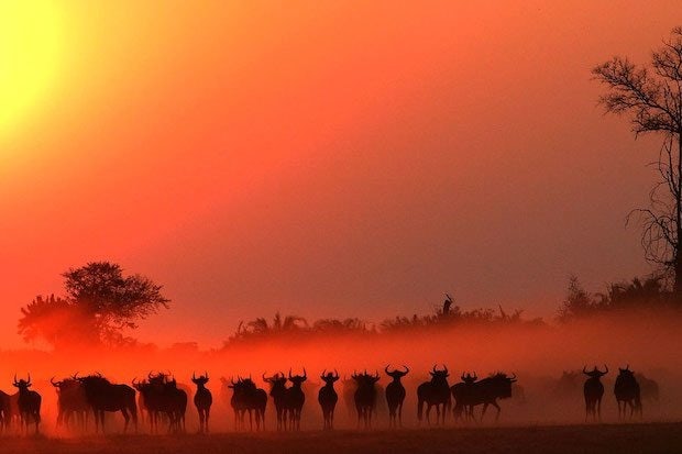 A sunset on the Okavango Delta in Botswana. (A to A Safaris)