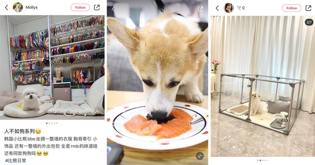 Little Red Book users show off the luxurious lifestyles of their pets, from caviar meals to designer accessories. Photo: Screenshots, Little Red Book