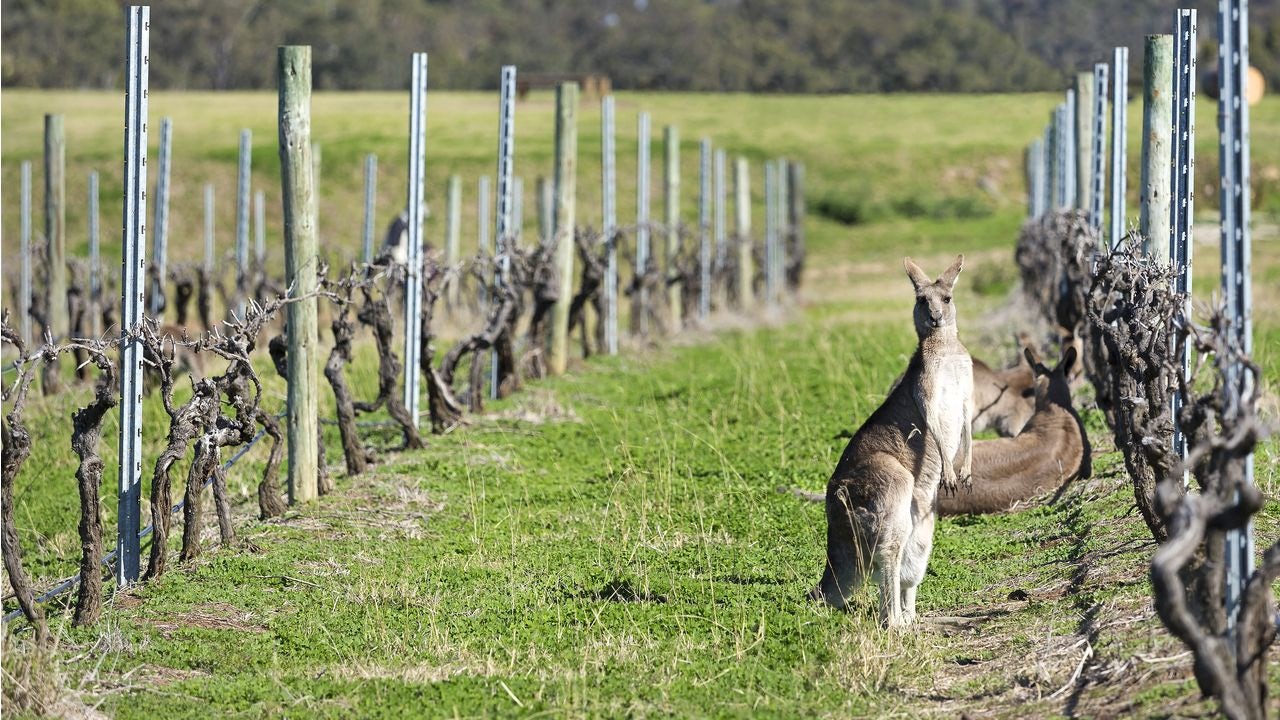 Will Soured China Relations Crush Australian Wine?
