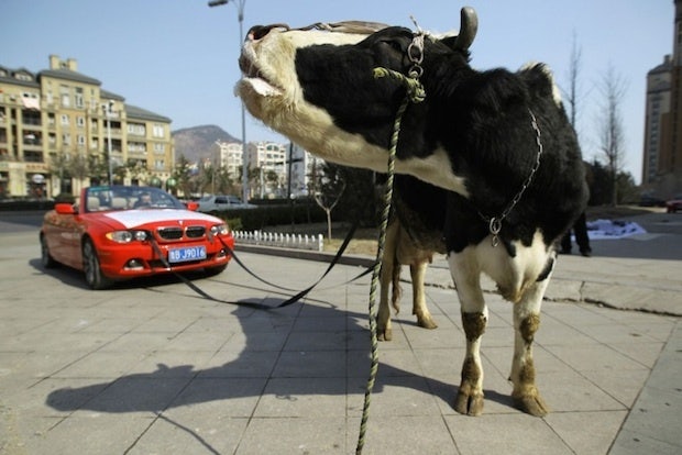 A male BMW owner hired a cow to drag his car around Qingdao to protest poor sales service, while a new report claims that women are the more emotional car buyers. (China Daily) 