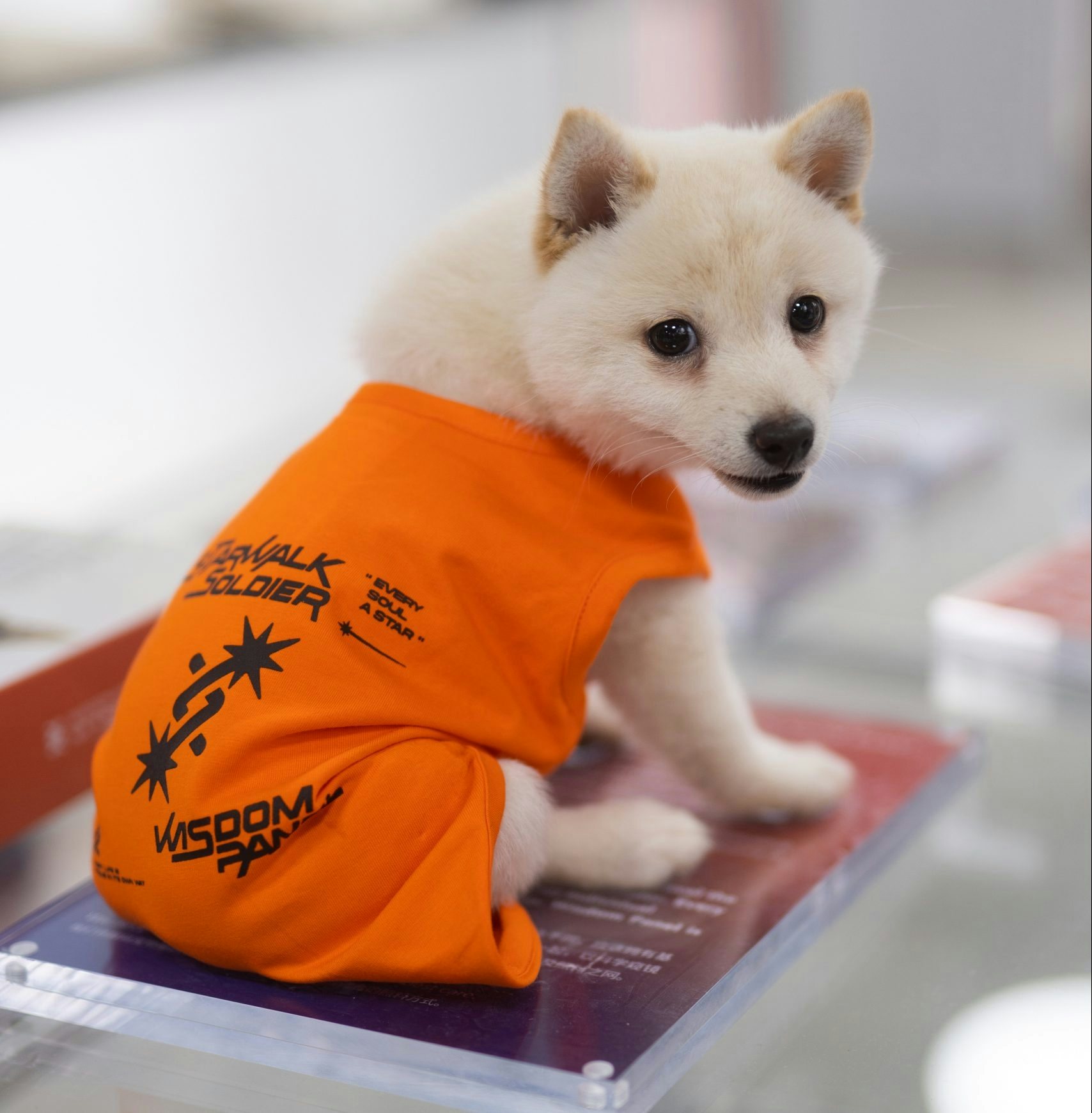 Brands are tapping into Chinas pet economy more and more. Photo: Starwalk x Wisdom Panel