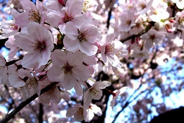 The Senkaku Islands dispute doesn't seem to stand a chance against the beauty of Japan's cherry blossoms. (Flickr/*higetiger)