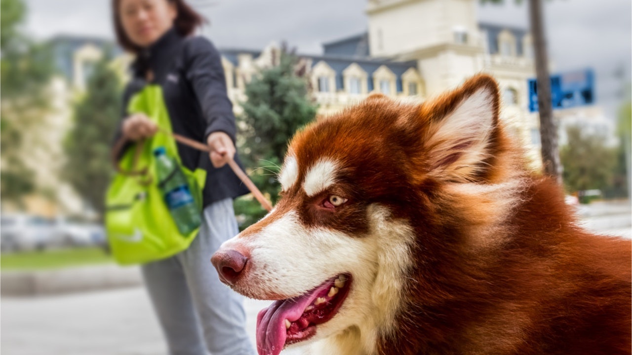 The National Bureau of Statistics China announced that the country occupies the third position globally in dog ownership. Photo: Kharchenko Vladimir/Shutterstock 