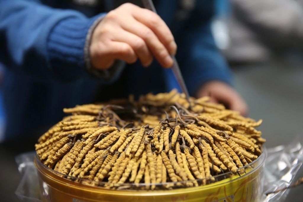 TCM believes that cordyceps has several life-enhancing properites. Its price can reach over 44,092 per pound. Photo: VCG