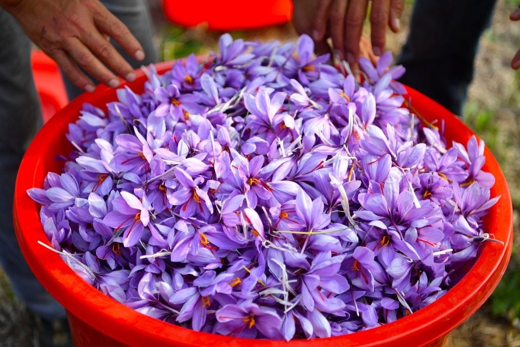 Saffron is associated with the heart and liver meridians in Chinese medicine. Its main functions are to invigorate the blood, remove stagnation, clear the meridians, and release toxins. Photo: VCG