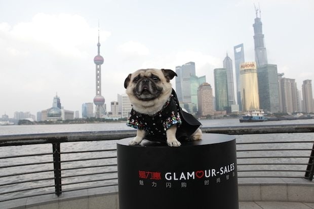 The star of K2's Glam Dog event. (K2)